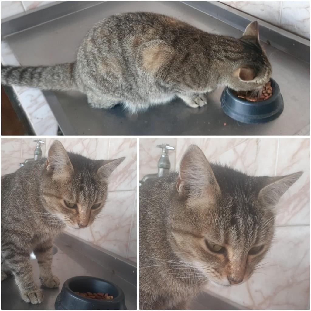 Melani, gato de porte pequeno para adoção em Castro - PR