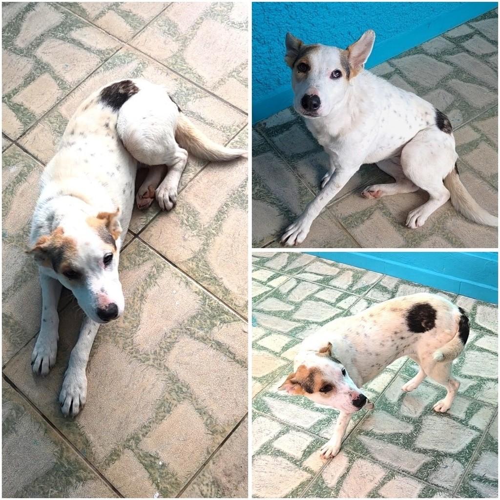 Mabel, cadela de porte médio para adoção em Castro - PR
