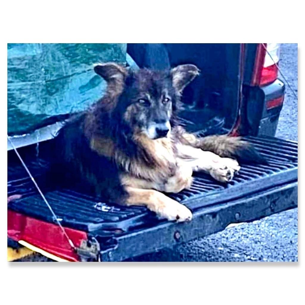 Scooby, cachorro de porte grande para adoção em Castro - PR