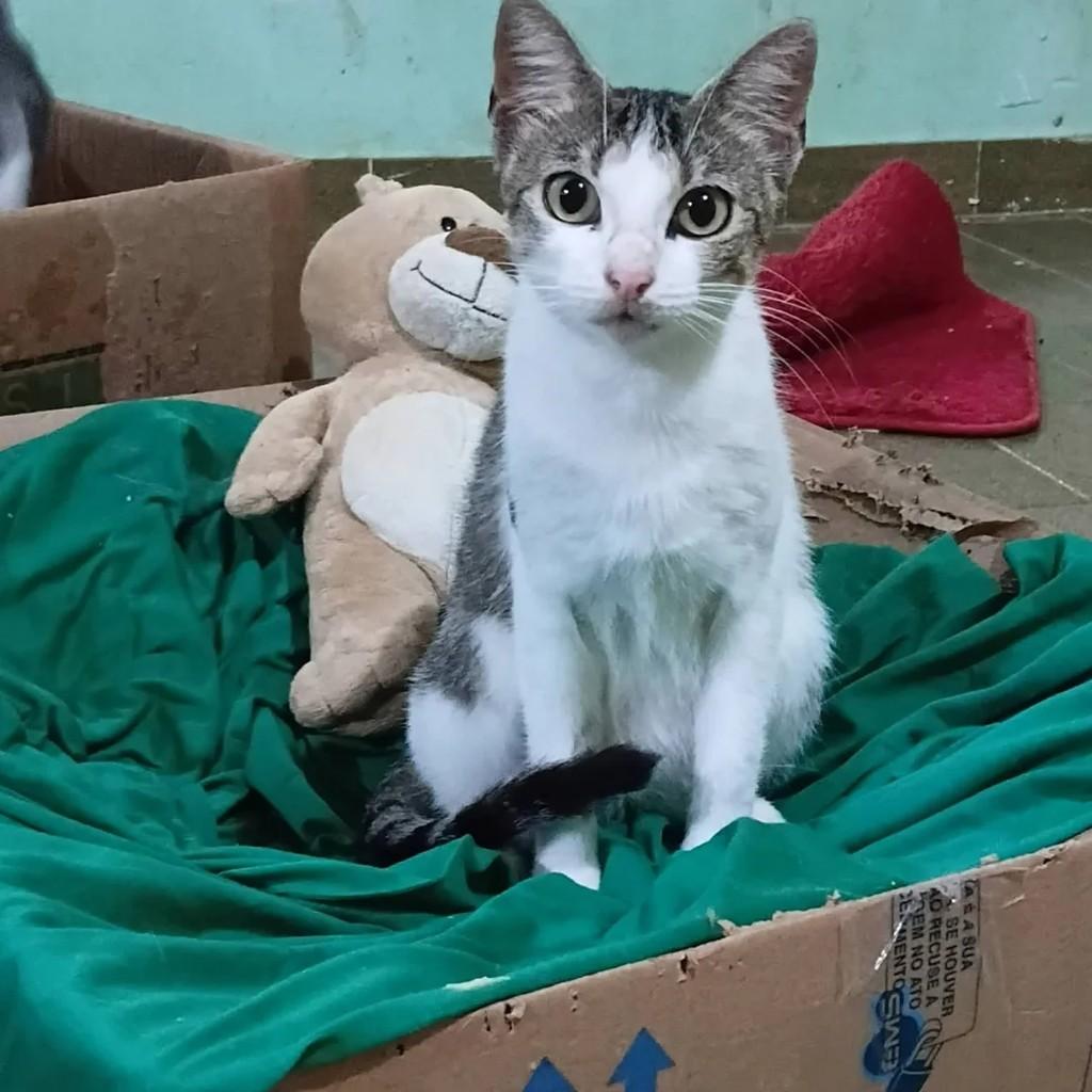 Sacha, gata de porte pequeno para adoção em Recife - PE