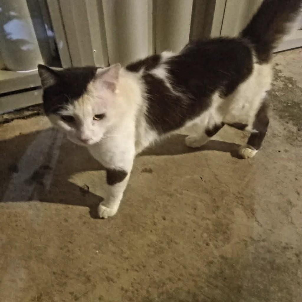 Rodolfo, gato de porte médio para adoção em Recife - PE