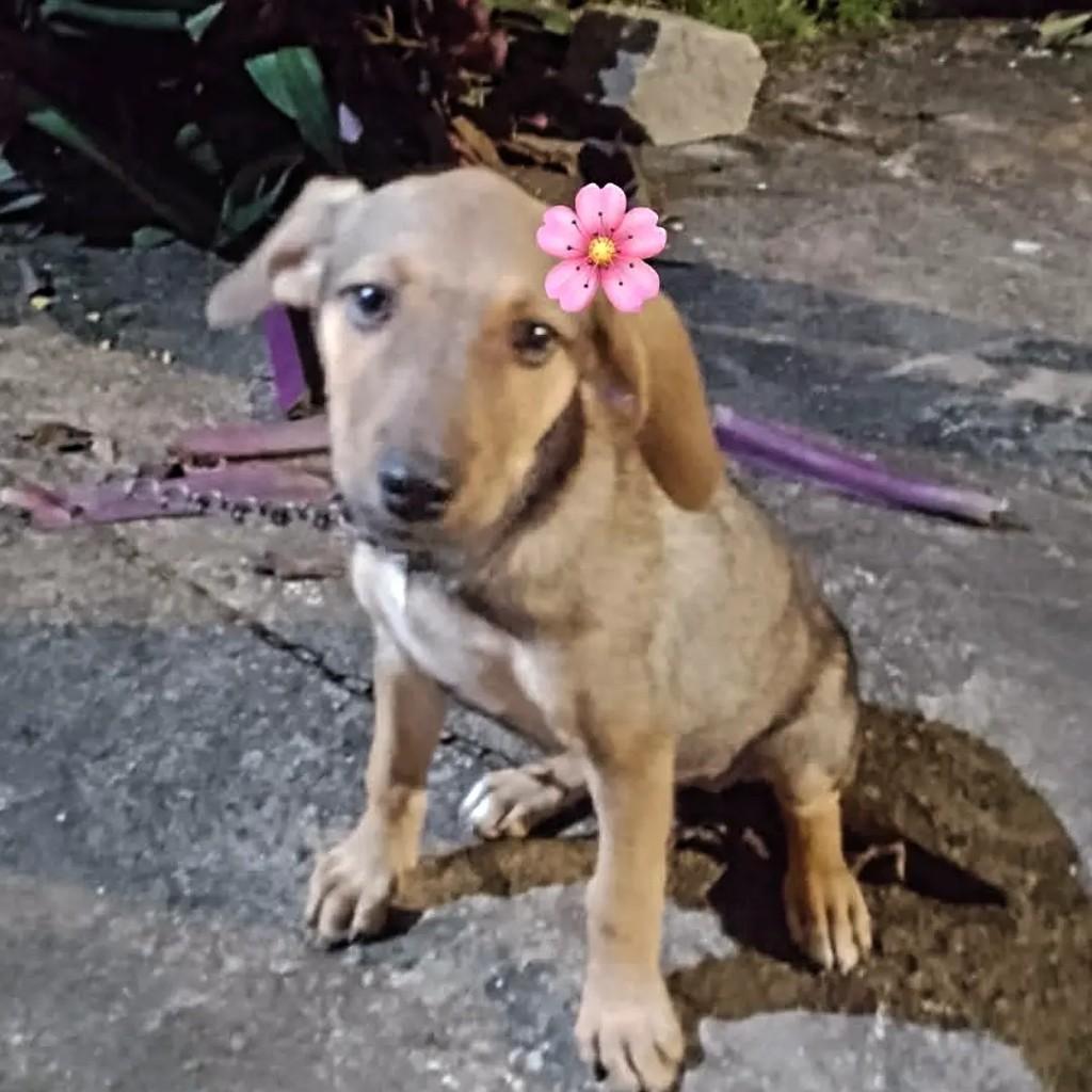 Mocinha, cadela de porte pequeno para adoção em Recife - PE