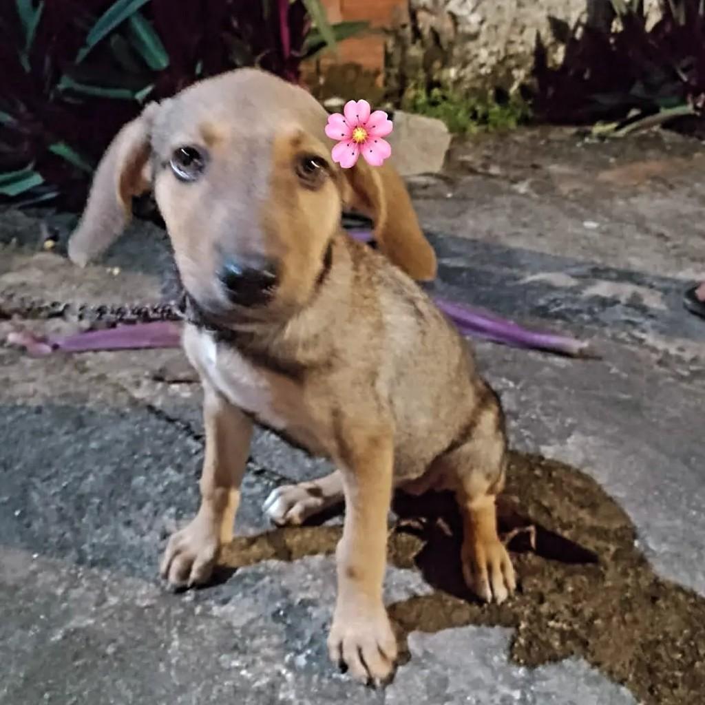Mocinha, cadela de porte pequeno para adoção em Recife - PE — foto 2 de 2