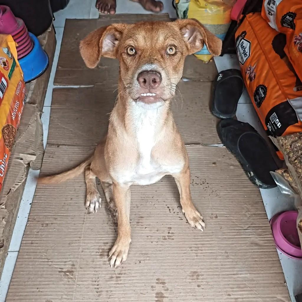 Linda, cadela de porte pequeno para adoção em Recife - PE