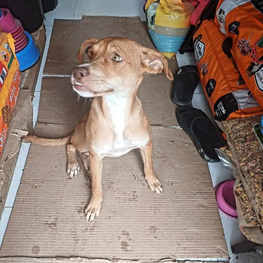 Linda, cadela de porte pequeno para adoção em Recife - PE — foto 3 de 5