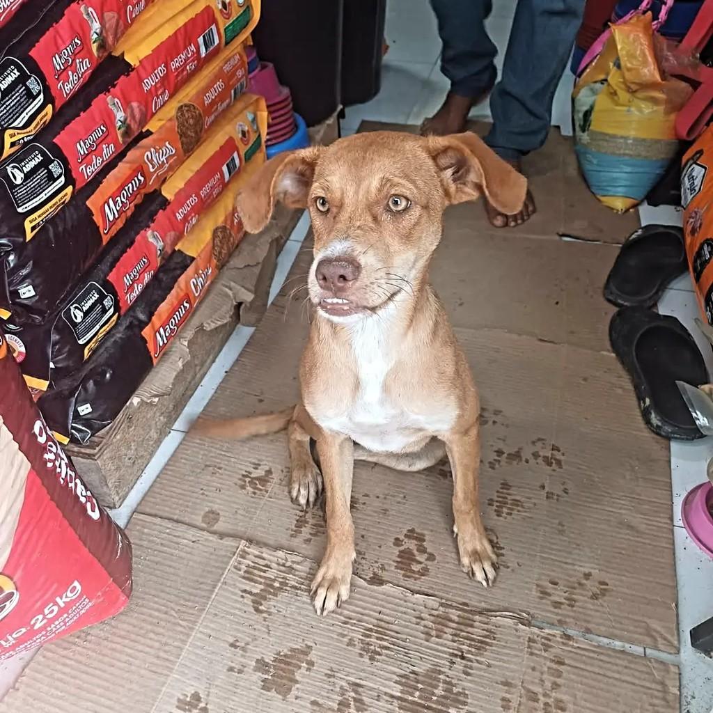 Linda, cadela de porte pequeno para adoção em Recife - PE — foto 4 de 5