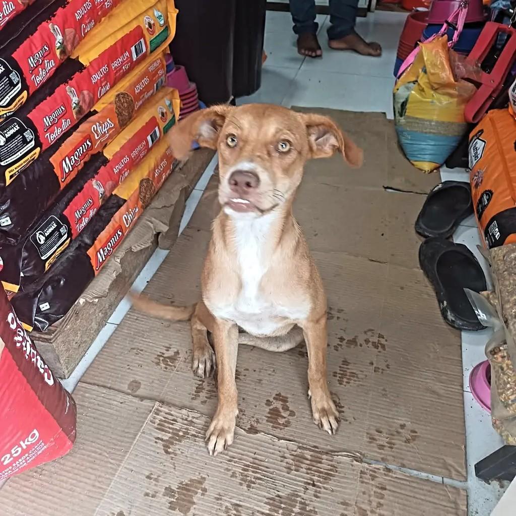 Linda, cadela de porte pequeno para adoção em Recife - PE — foto 5 de 5