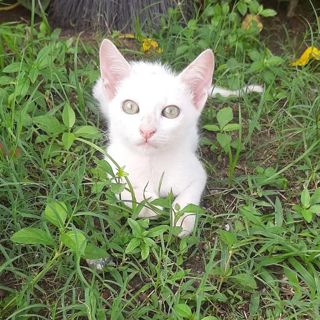 Máximo, gato de porte pequeno para adoção em Recife - PE