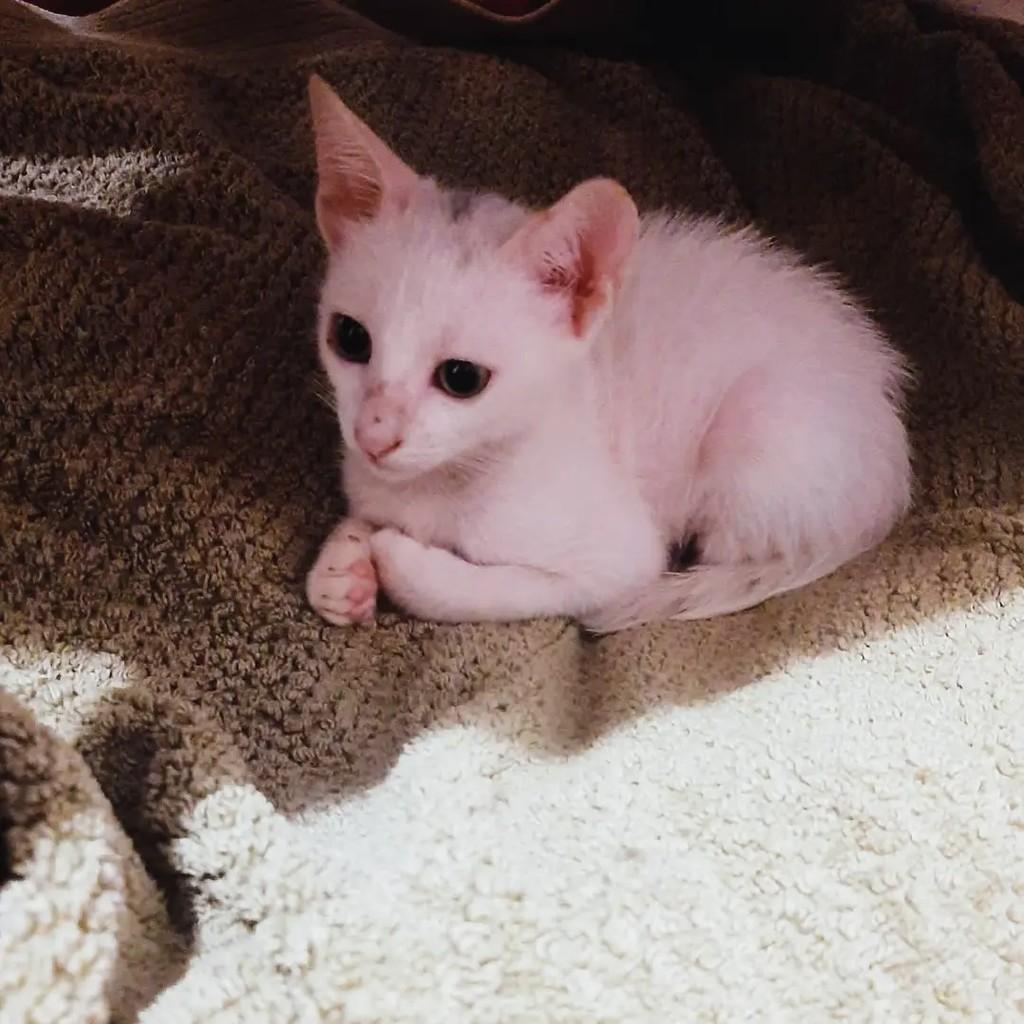 Máximo, gato de porte pequeno para adoção em Recife - PE — foto 2 de 2