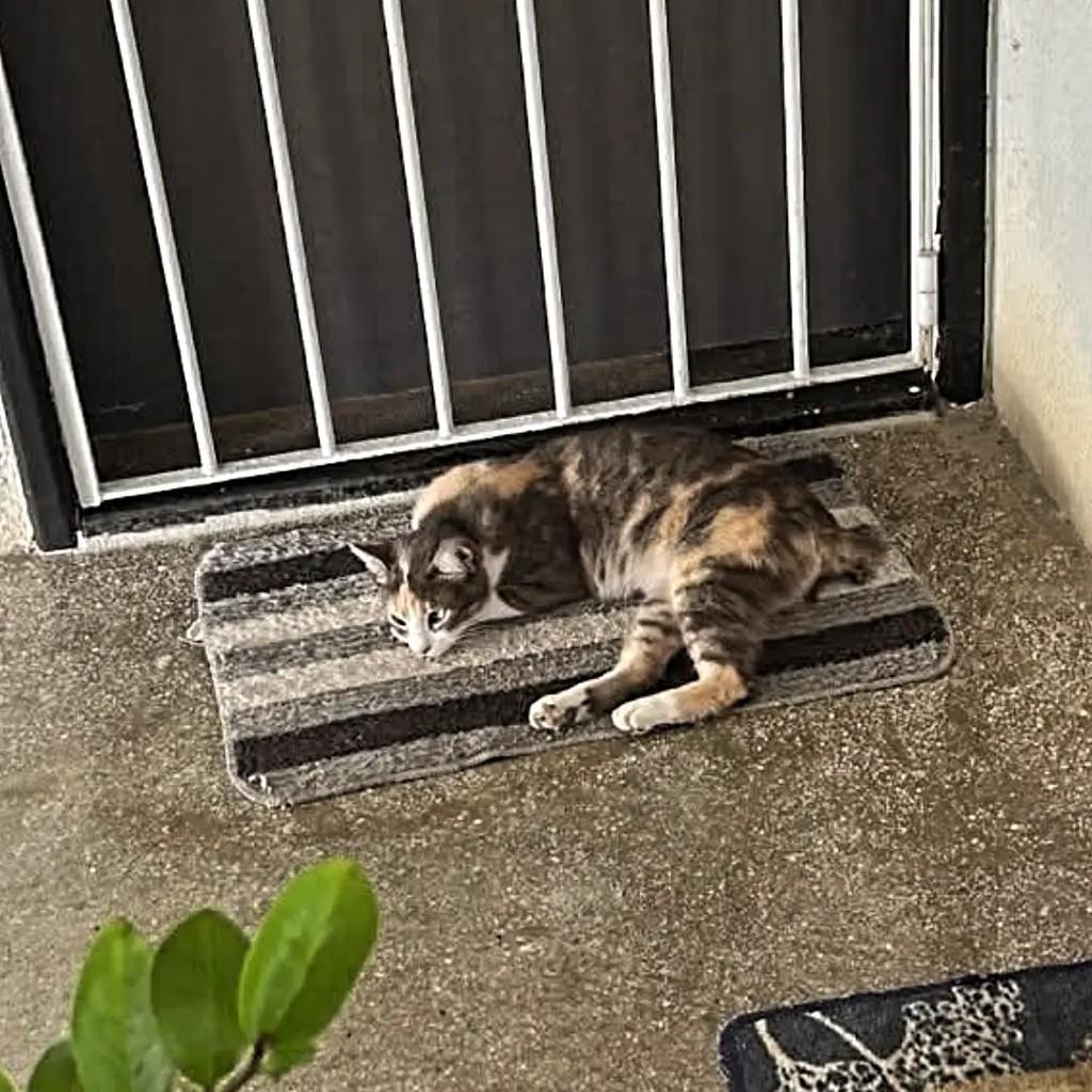 Own, gato de porte pequeno para adoção em Recife - PE