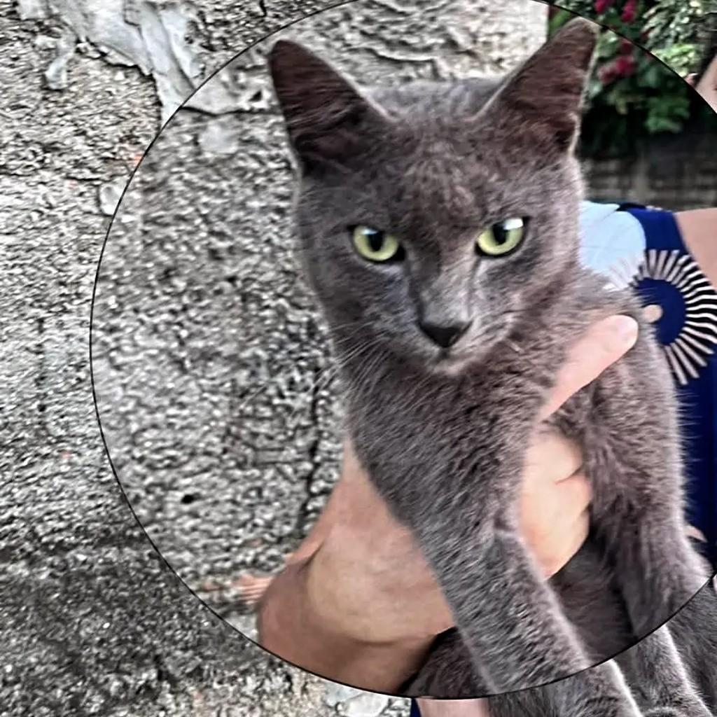 Gatão, gato de porte pequeno para adoção em Recife - PE