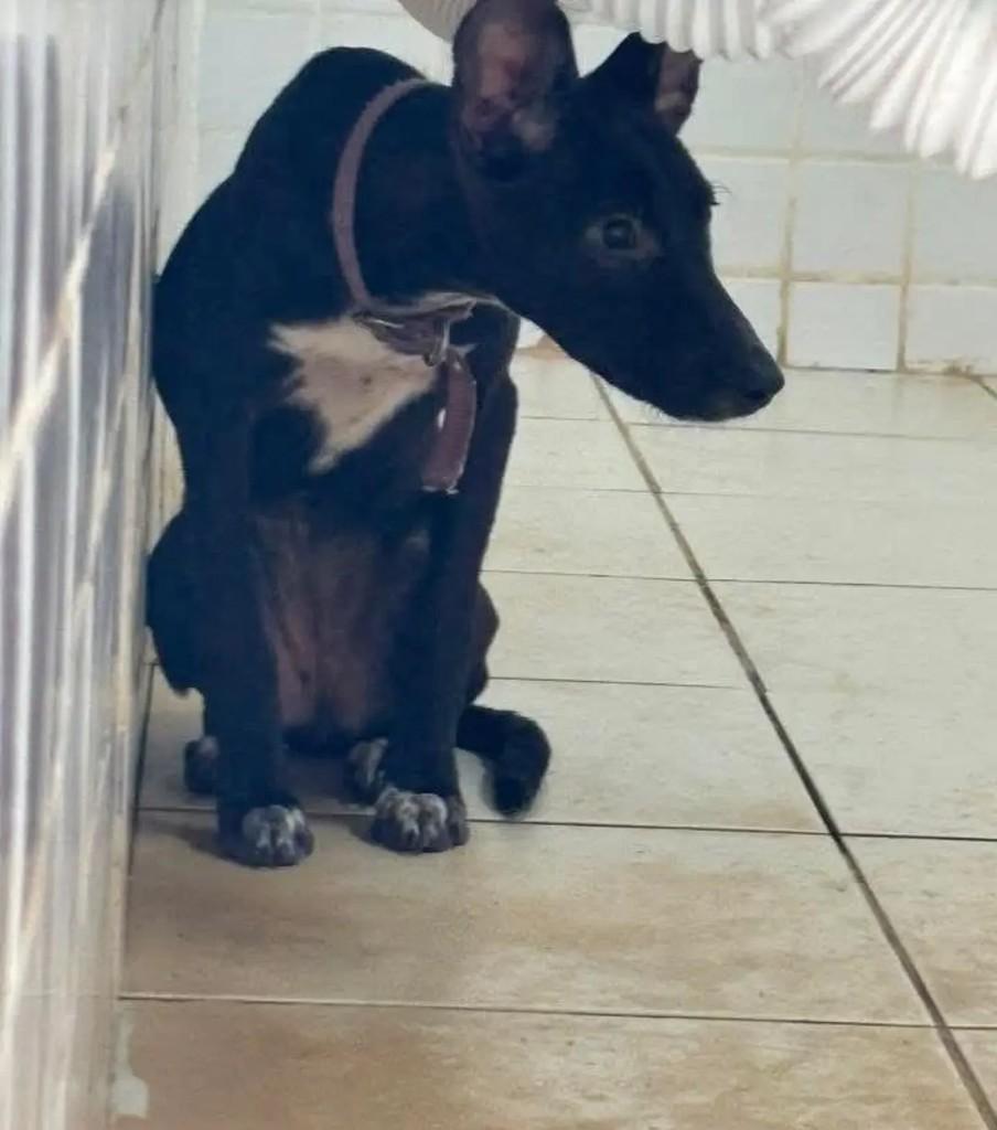 Filhotinha, cadela de porte pequeno para adoção em Recife - PE