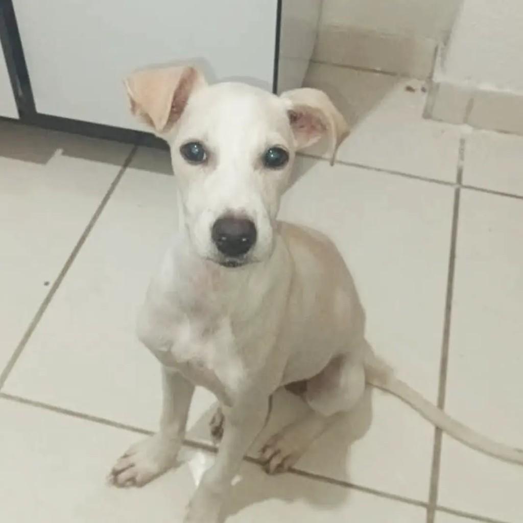 Mabel, cachorro de porte pequeno para adoção em Recife - PE
