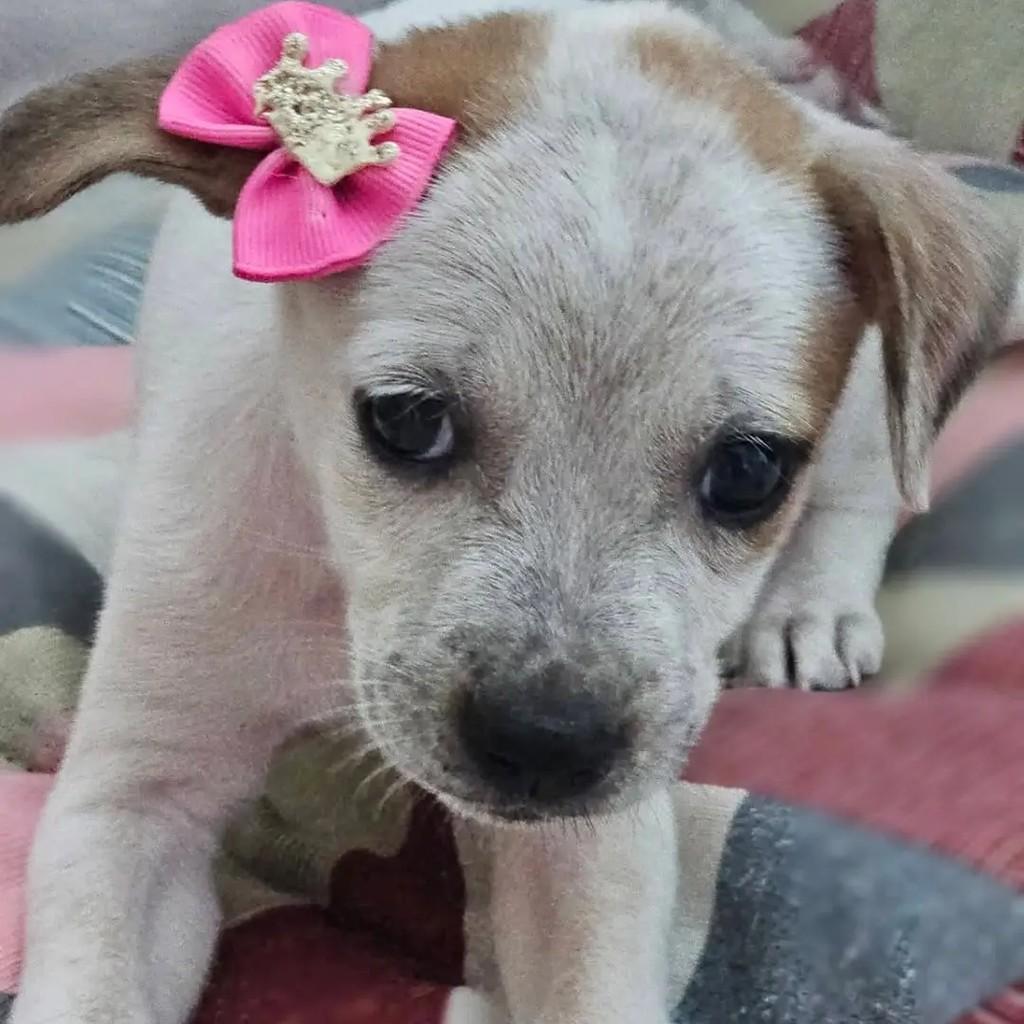 Linda menininha, cadela de porte médio para adoção em Recife - PE — foto 4 de 4