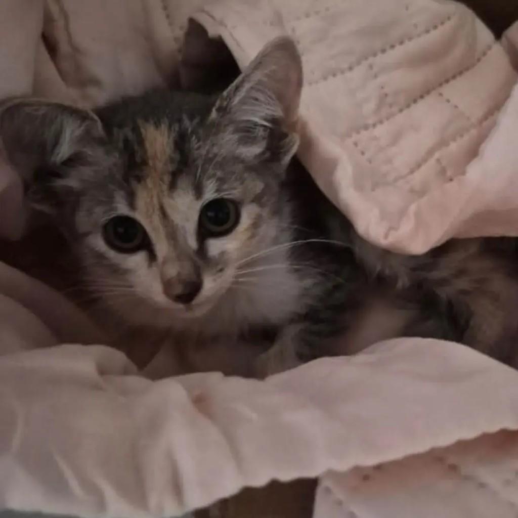 Princesinha, gata de porte pequeno para adoção em Recife - PE