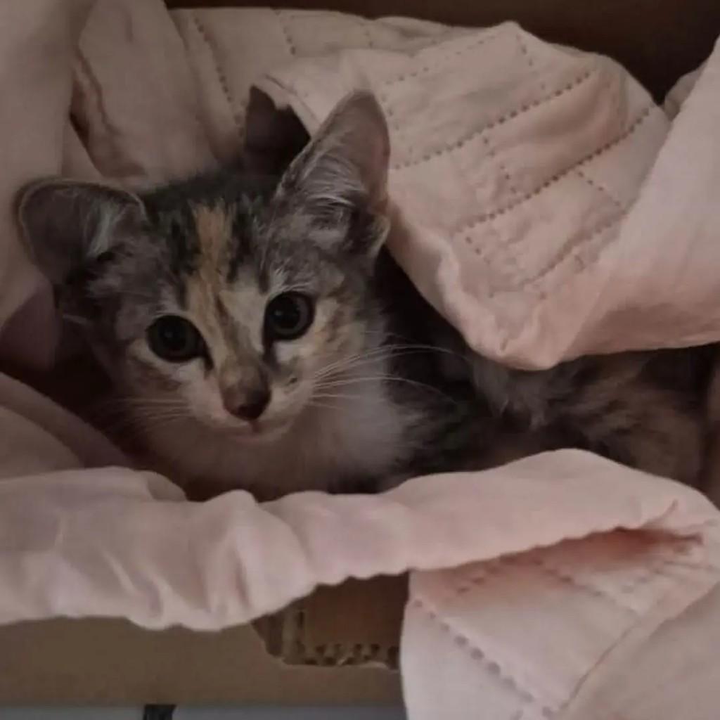 Princesinha, gata de porte pequeno para adoção em Recife - PE — foto 2 de 3