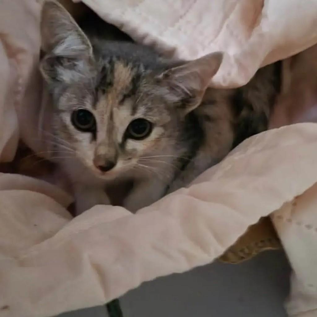 Princesinha, gata de porte pequeno para adoção em Recife - PE — foto 3 de 3
