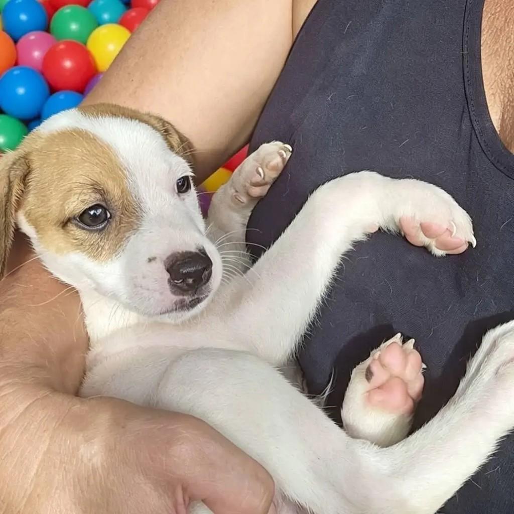 Menininho, cachorro de porte médio para adoção em Recife - PE — foto 2 de 2