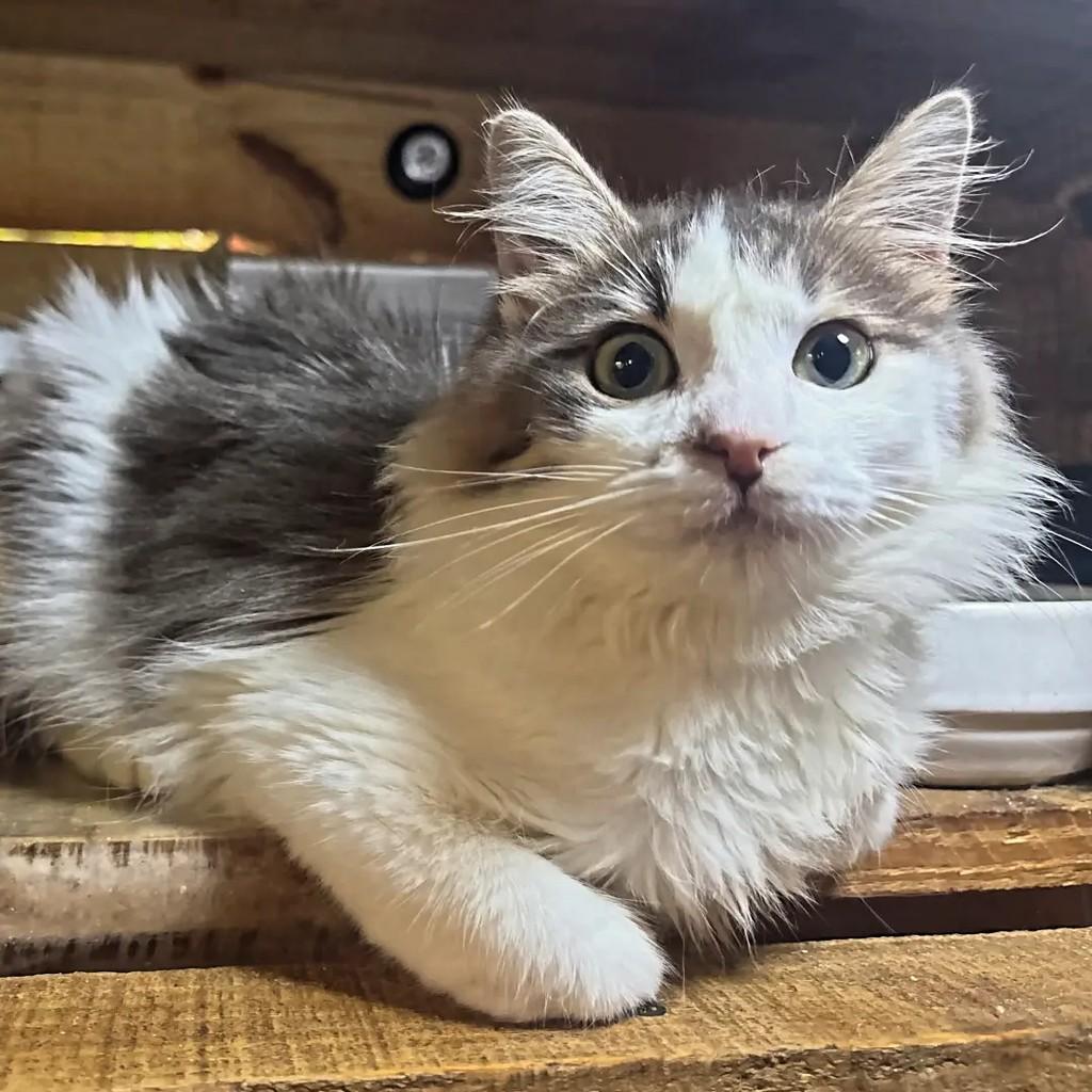 Linda, gata de porte pequeno para adoção em Recife - PE