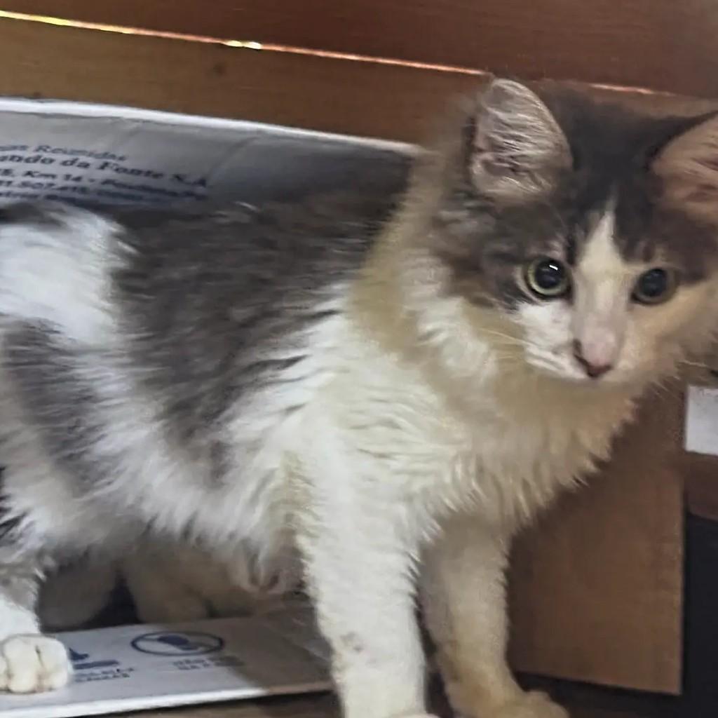 Linda, gata de porte pequeno para adoção em Recife - PE — foto 2 de 3