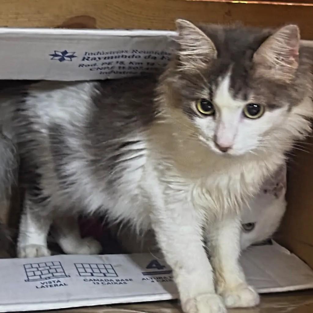 Linda, gata de porte pequeno para adoção em Recife - PE — foto 3 de 3