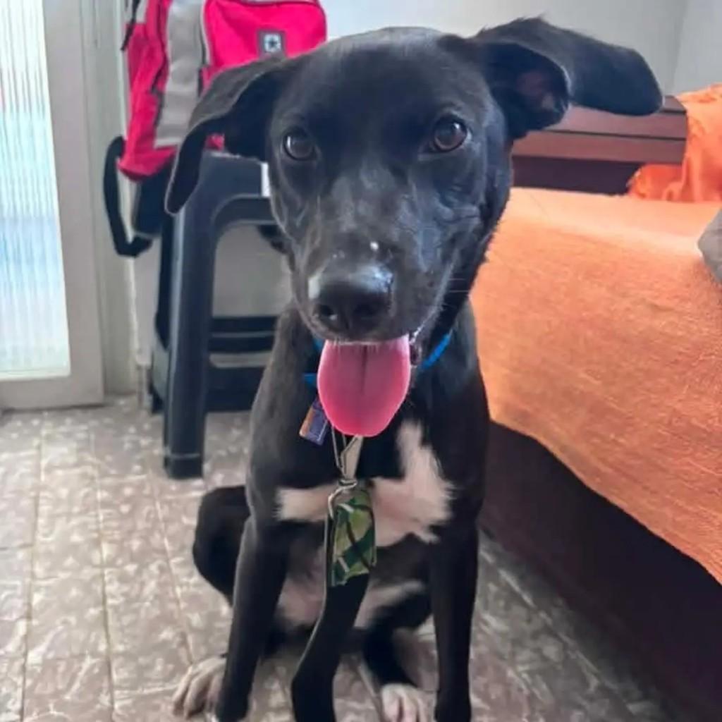 Dora, cadela de porte pequeno para adoção em Recife - PE
