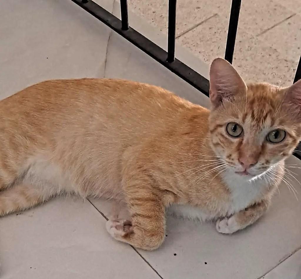 Milho, gato de porte pequeno para adoção em Recife - PE