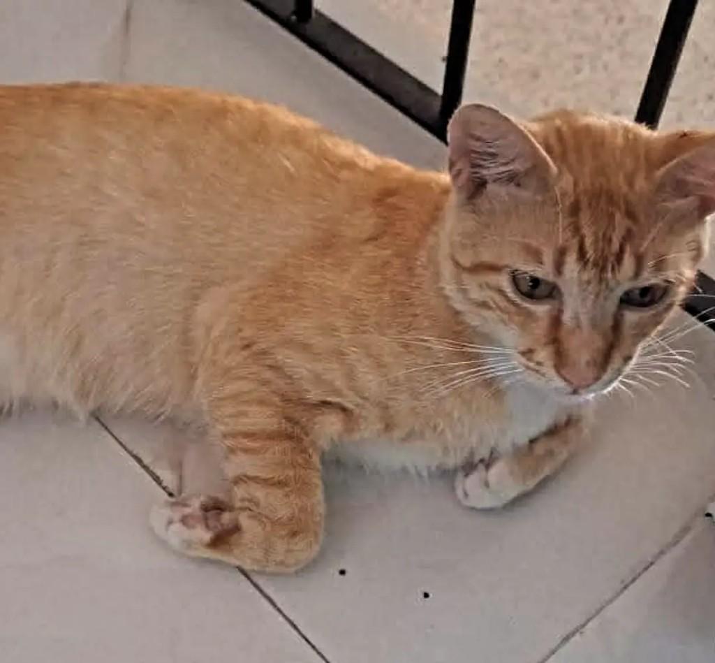 Milho, gato de porte pequeno para adoção em Recife - PE — foto 2 de 2