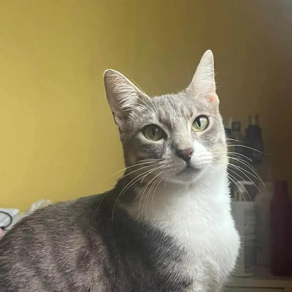 Mia, gata de porte pequeno para adoção em Recife - PE