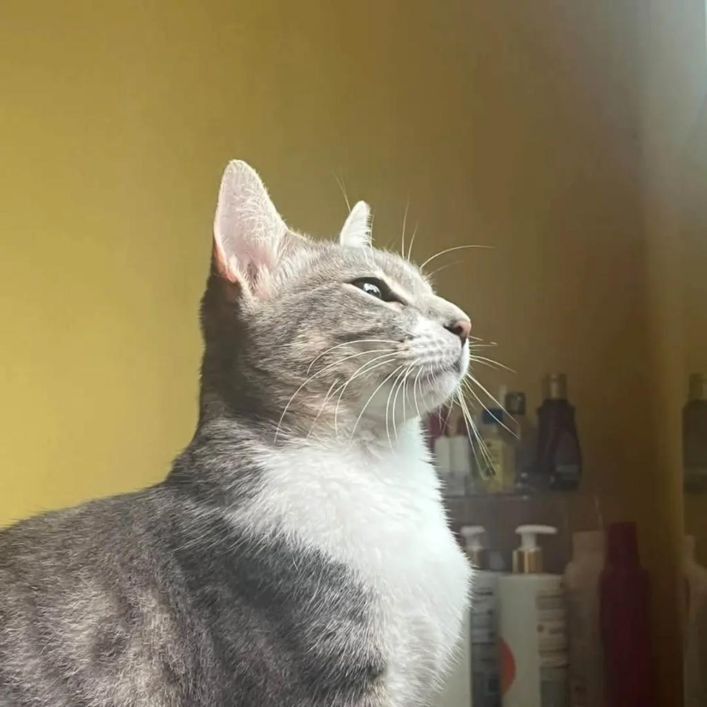 Mia, gata de porte pequeno para adoção em Recife - PE — foto 2 de 3