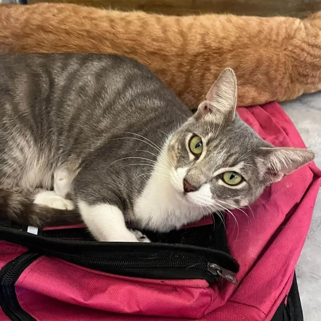 Mia, gata de porte pequeno para adoção em Recife - PE — foto 3 de 3