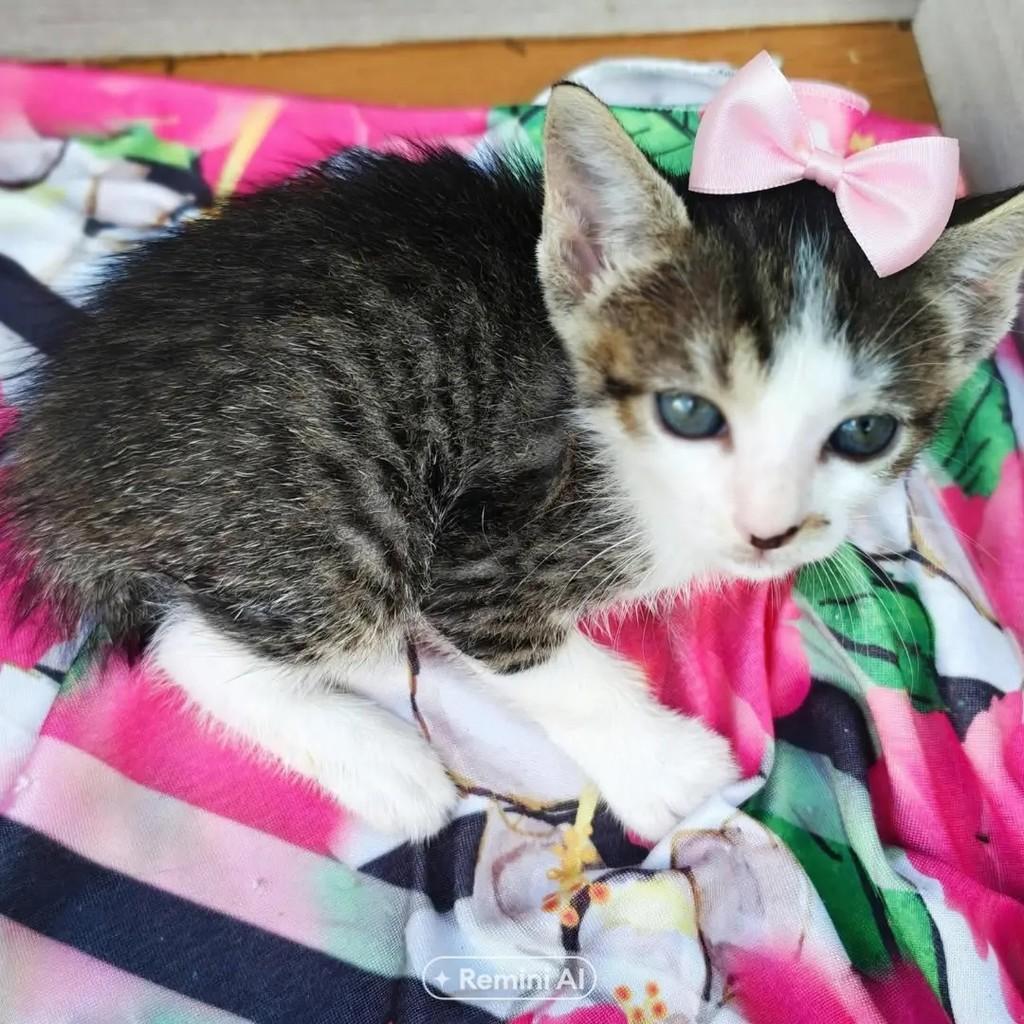 TT Liddy, gata de porte pequeno para adoção no Recife - PE