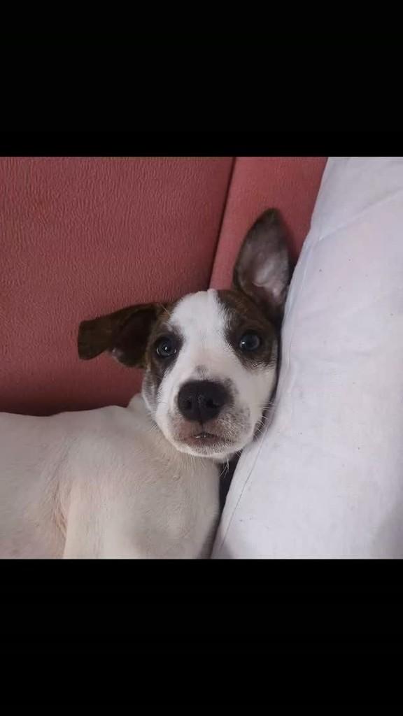 Belinha, cadela de porte pequeno para adoção no Recife - PE