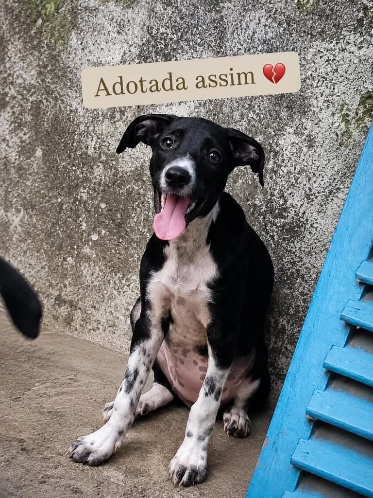 Mabel, cadela de porte médio para adoção em Arapiraca - AL