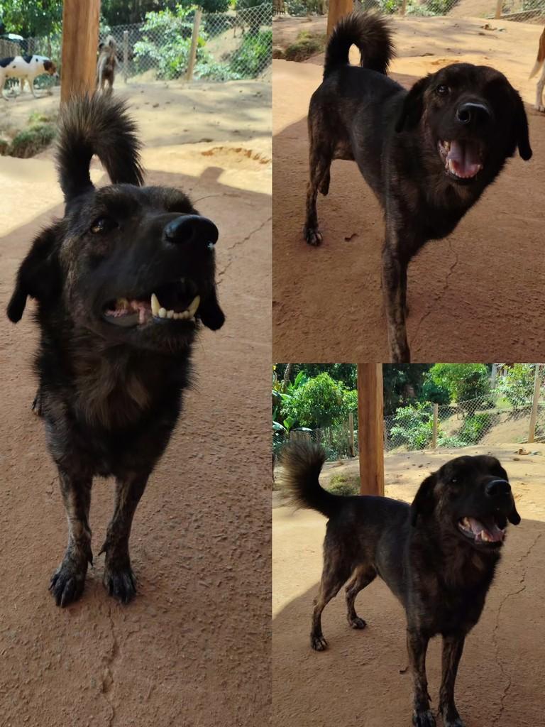 Fera, cachorro de porte médio para adoção em São José dos Campos - SP