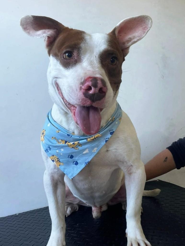 Hulk, cachorro de porte médio para adoção em São José dos Campos - SP
