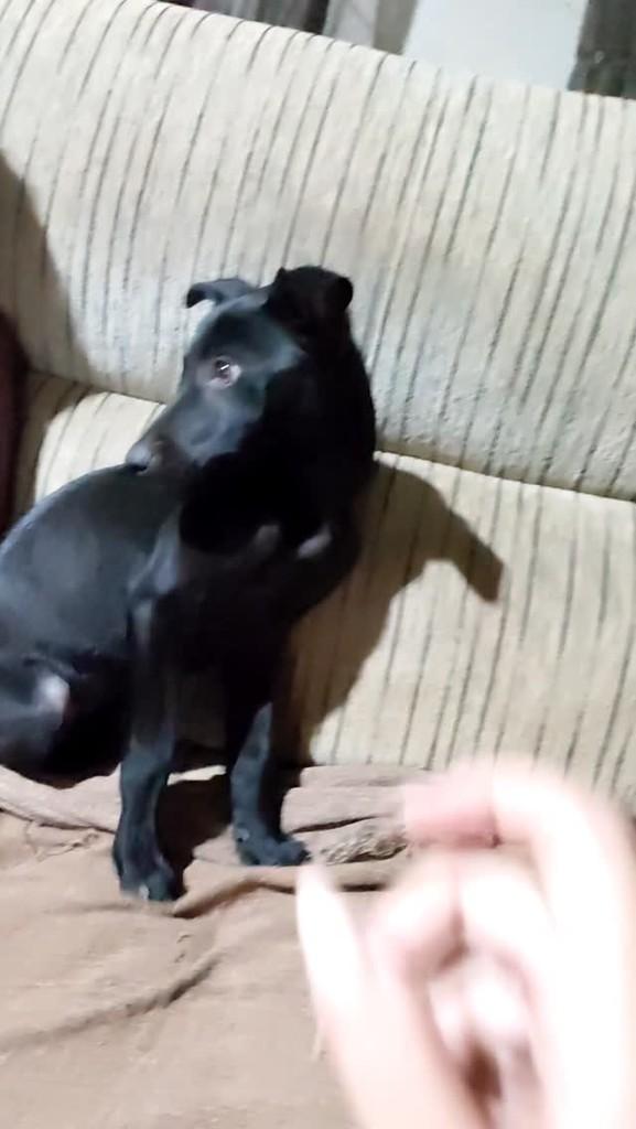 Última Filhotinha da Ninhada, cachorro de porte pequeno para adoção em São José dos Campos - SP