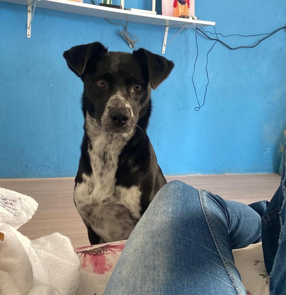 Maya, cachorro de porte médio para adoção em São José dos Campos - SP