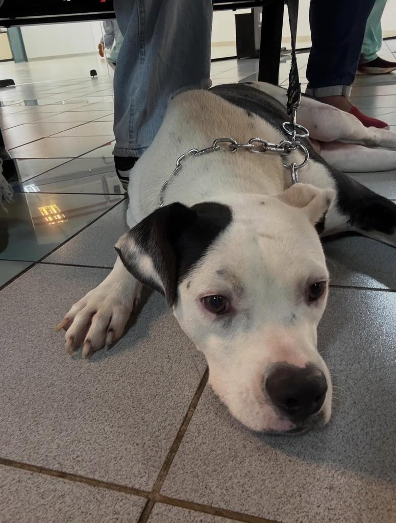 Antônio, cachorro de porte grande para adoção em São José dos Campos - SP