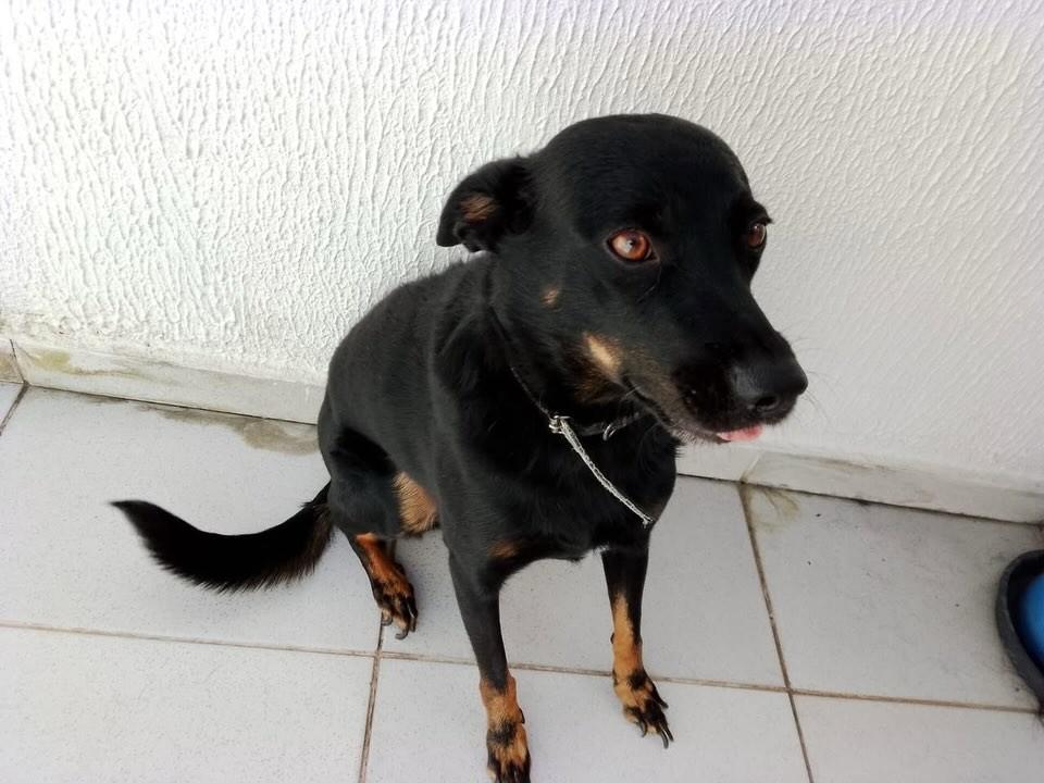 Almirante, cachorro de porte pequeno para adoção em São José dos Campos - SP