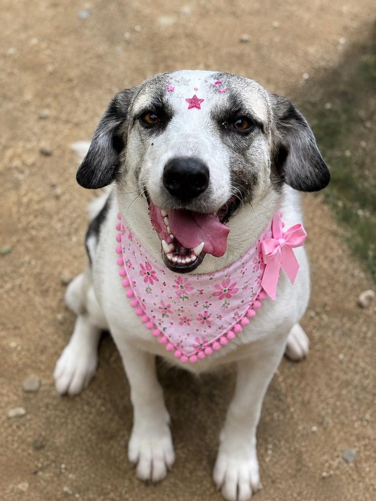 Duda, cachorro de porte médio para adoção em São José dos Campos - SP