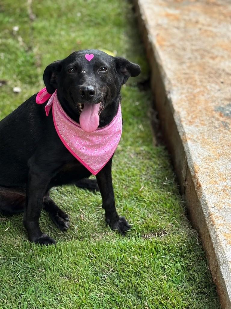 Manu, cachorro de porte médio para adoção em São José dos Campos - SP
