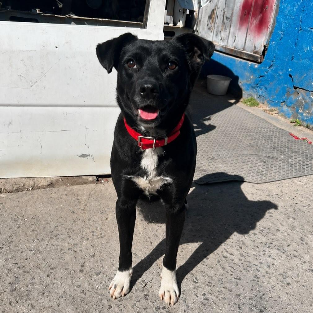 Canelinha, cachorro de porte médio para adoção em Canelinha - SC