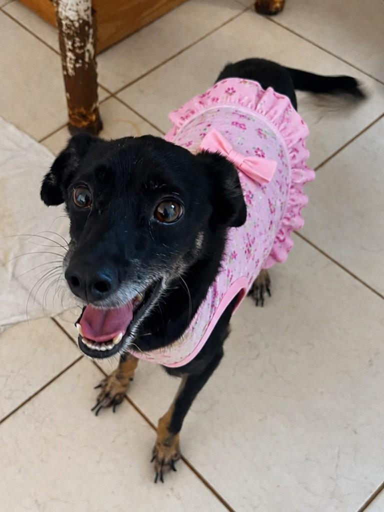 Princesinha, cadela de porte pequeno para adoção em São José dos Campos - SP