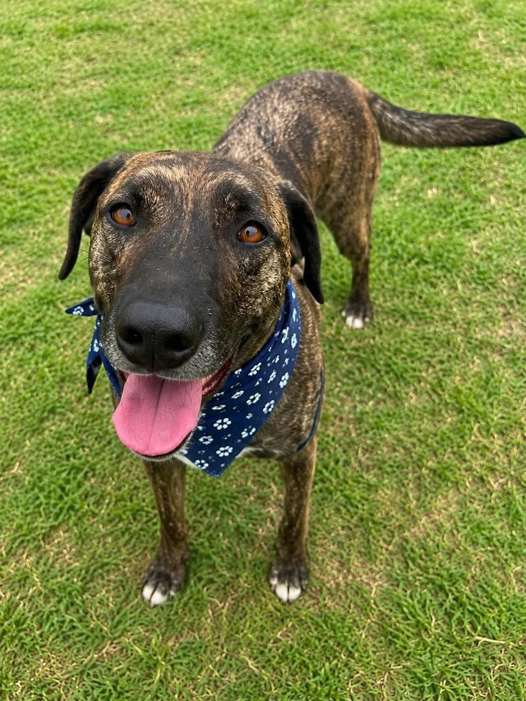 Tigrão, cachorro de porte grande para adoção em São José dos Campos - SP
