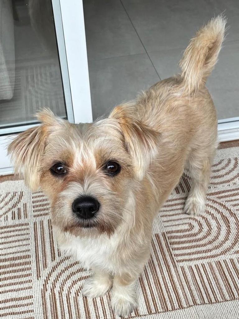 Mel, cadela de porte pequeno para adoção em São José dos Campos - SP