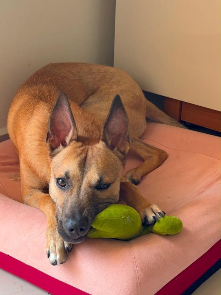 Caramelo, cachorro de porte médio para adoção em São José dos Campos - SP