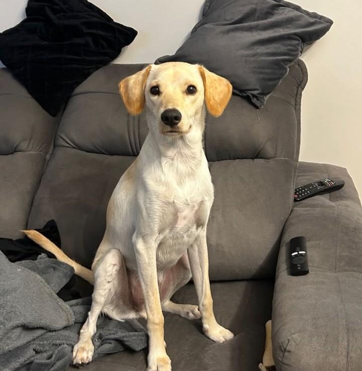 Julio, cachorro de porte médio para adoção em São José dos Campos - SP
