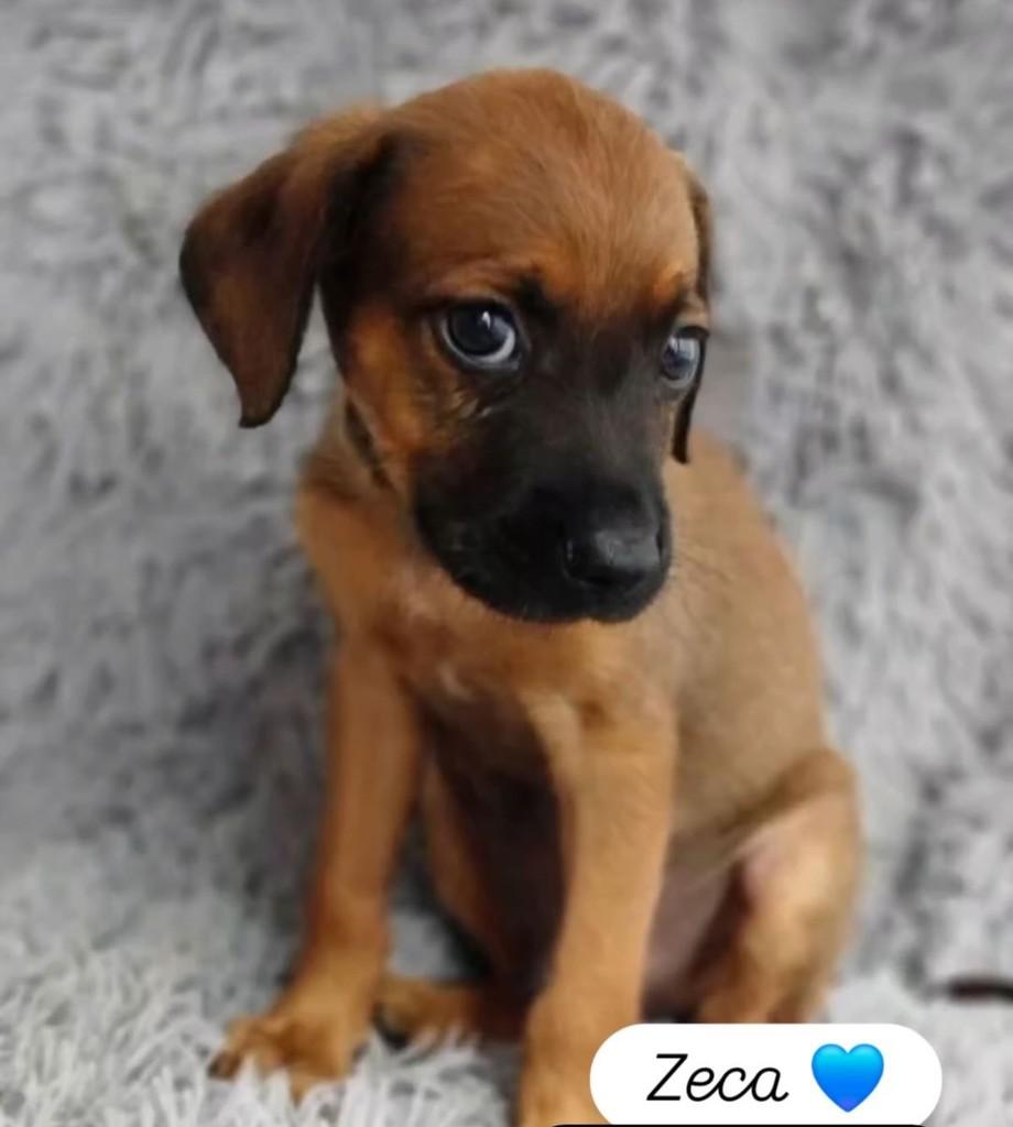 Zeca, cachorro de porte pequeno para adoção em São José dos Campos - SP