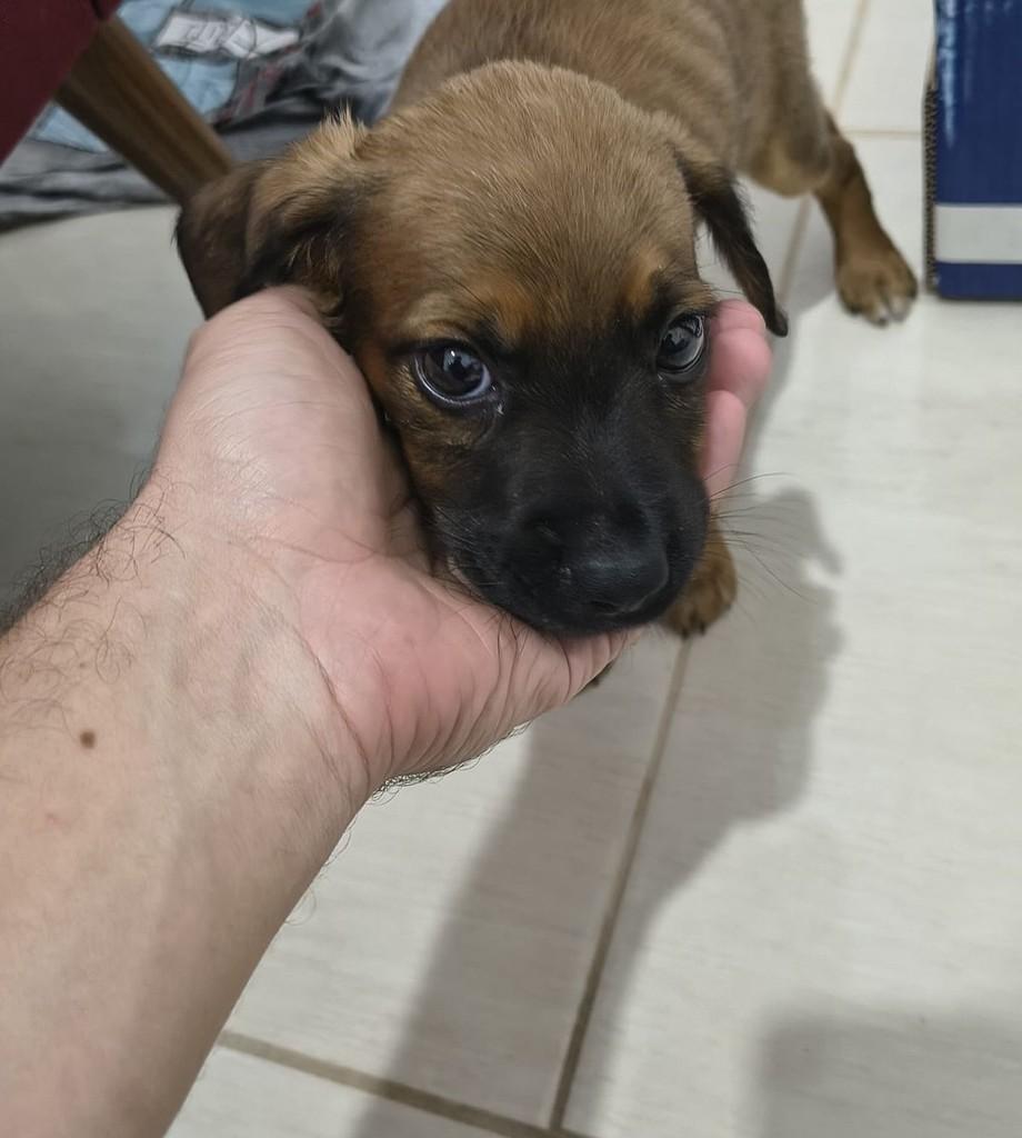 Zeca, cachorro de porte pequeno para adoção em São José dos Campos - SP — foto 2 de 3